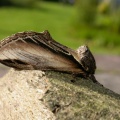 swallow prominent (Pheosia temula) Kenneth Noble